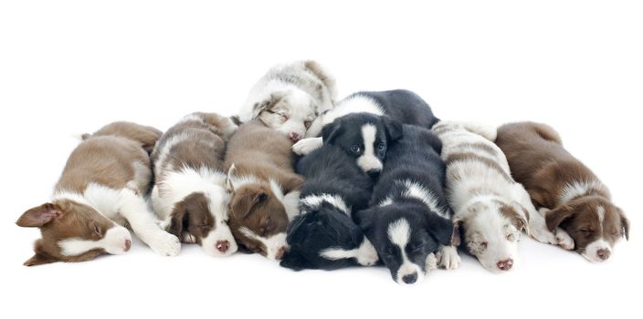 portrait of puppies border collies in front of white background