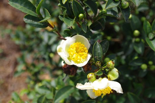 Flower of wild camellia on mountian of southwest china