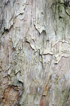white tree bark texture