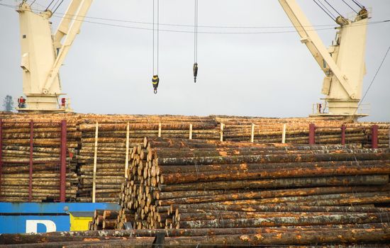 Cranes load logs for export