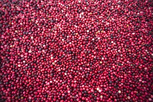 Cranberries just out of the bog on the back of the truck