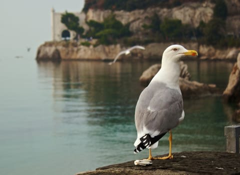 Seagull with a castle on background 
