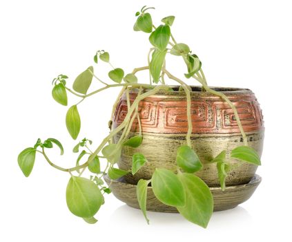 Potted plant isolated on a white background