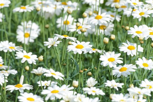 Many white daisies