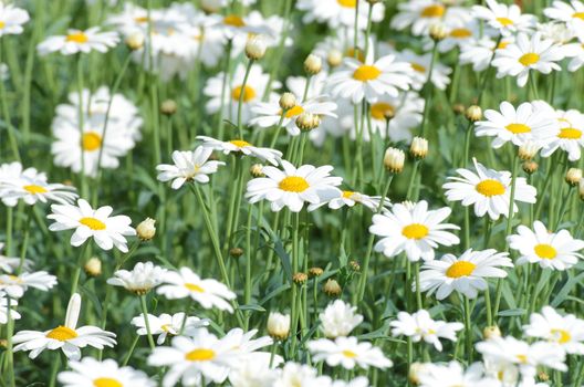 Many white daisies