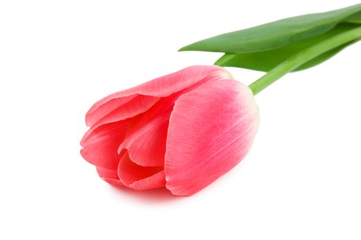 Beautiful pink tulip isolated on white background
