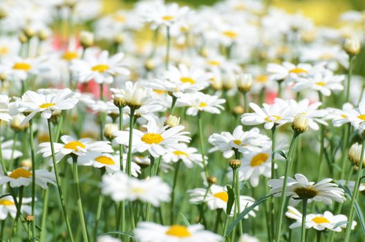 Many white daisies