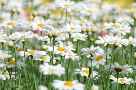 Many white daisies