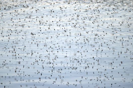 Many insects that swarm in the air above water