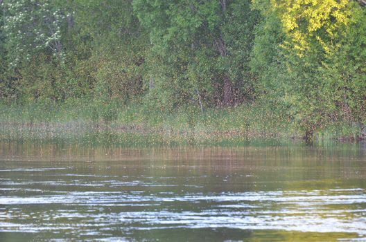 An insect swarm visible on forest edge and water