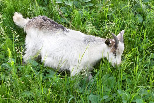 Goat grazing on green grass