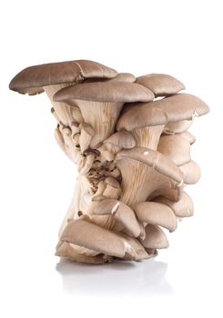Oyster mushroom isolated on white background