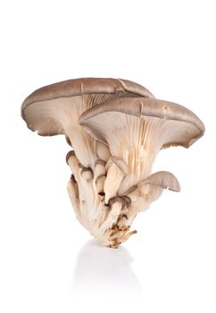 Oyster mushroom isolated on white background