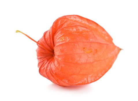 Red physalis isolated on a white background