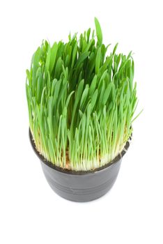 Green grass in a pot isolated on a white background