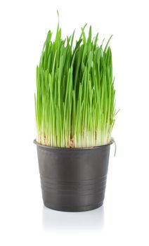 Green grass in a pot isolated on a white background