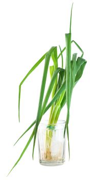 Bunch green onions isolated on a white background