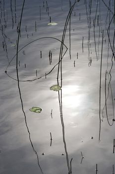Reed which reflect themselves in the water