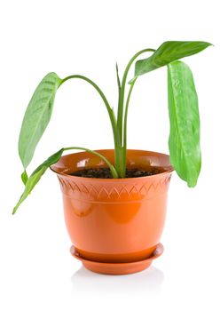 Potted plant dieffenbachia, isolated on white background