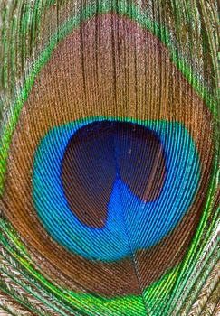 Macro colored iridescent peacock feather closeup background
