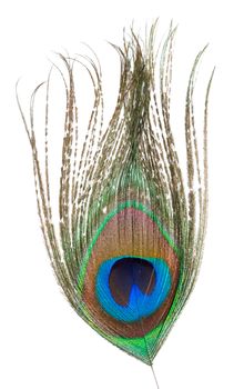 Peacock feather isolated on a white background