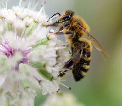 A bee collecting pollen