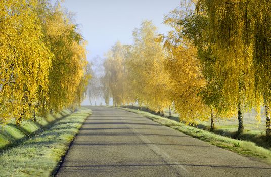 countryside road in fall season