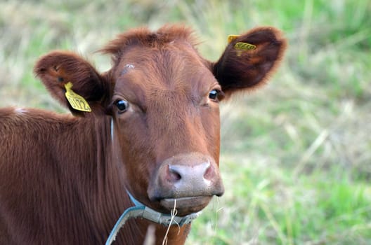 A beautiful brown cow with markings in the ears and a blade of grass in the mouth
