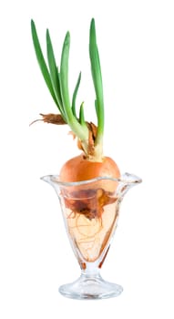 Onions in a glass vase isolated on white background