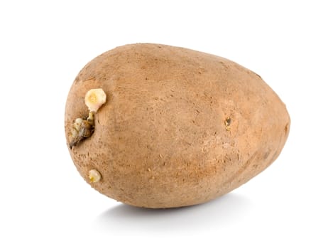 One raw potatoe isolated on a white background