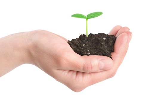 Human hands and young plant isolated on a white background
