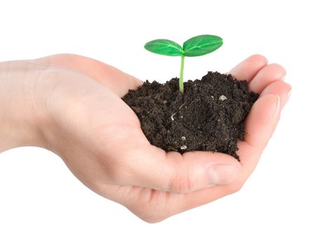 Human hands and young plant isolated on a white background