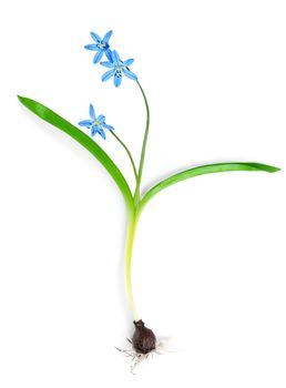 Snowdrop blue isolated on a white background