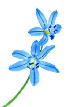 Snowdrop blue isolated on a white background