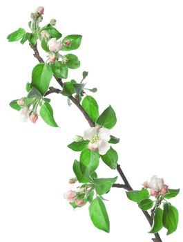 Apple branch in blossom isolated on a white background