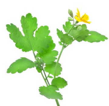 Blooming celandine isolated on a white background