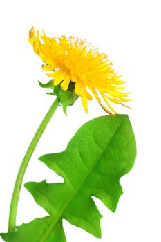 Dandelion flower isolated on white background