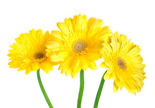 Yellow gerbera isolated on a white background