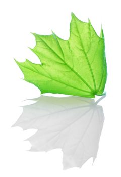 Green maple leaf isolated on white background