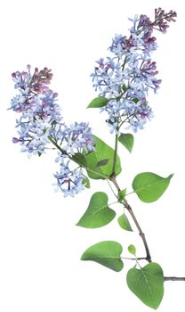 Lilac branch isolated on a white background