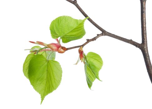 Lime tree isolated on a white background