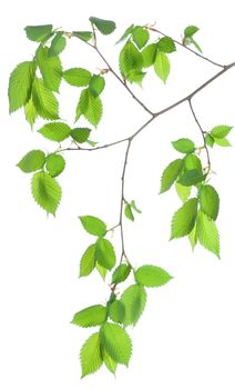 Branch of green leaves isolated on white background