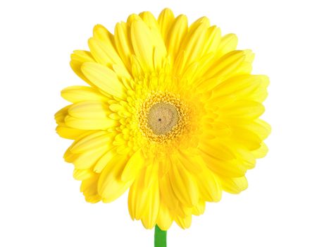 Yellow gerbera isolated on a white background