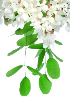 Acacia flowers isolated on a white background