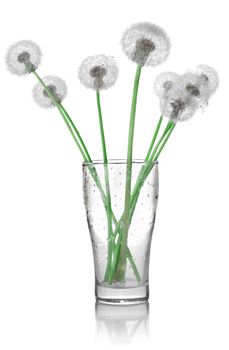Dandelions in a glass isolated on white background
