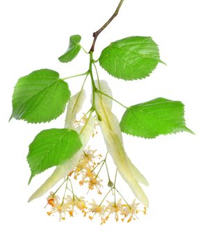 Flowers of linden-tree on a white background