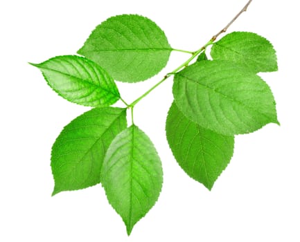 Branch of green leaves isolated on white background