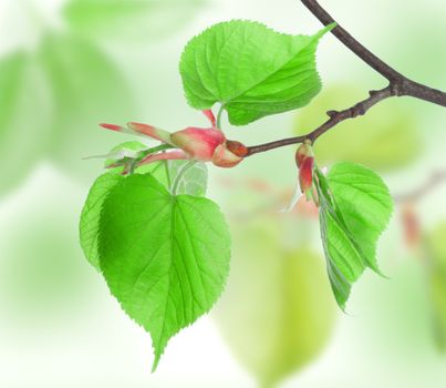 Fresh leaves of Lime in the green wood