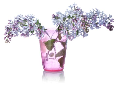 Lilacs in a glass isolated on white background