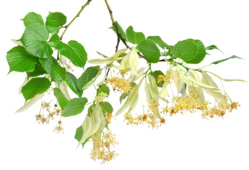 Flowers of linden-tree on a white background